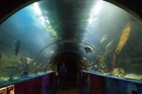 Tunnel aquarium at Dingle Oceanworld
